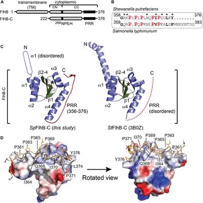 A Proline-Rich Element in the Type III Secretion Protein FlhB Contributes to Flagellar Biogenesis in the Beta- and Gamma-Proteobacteria